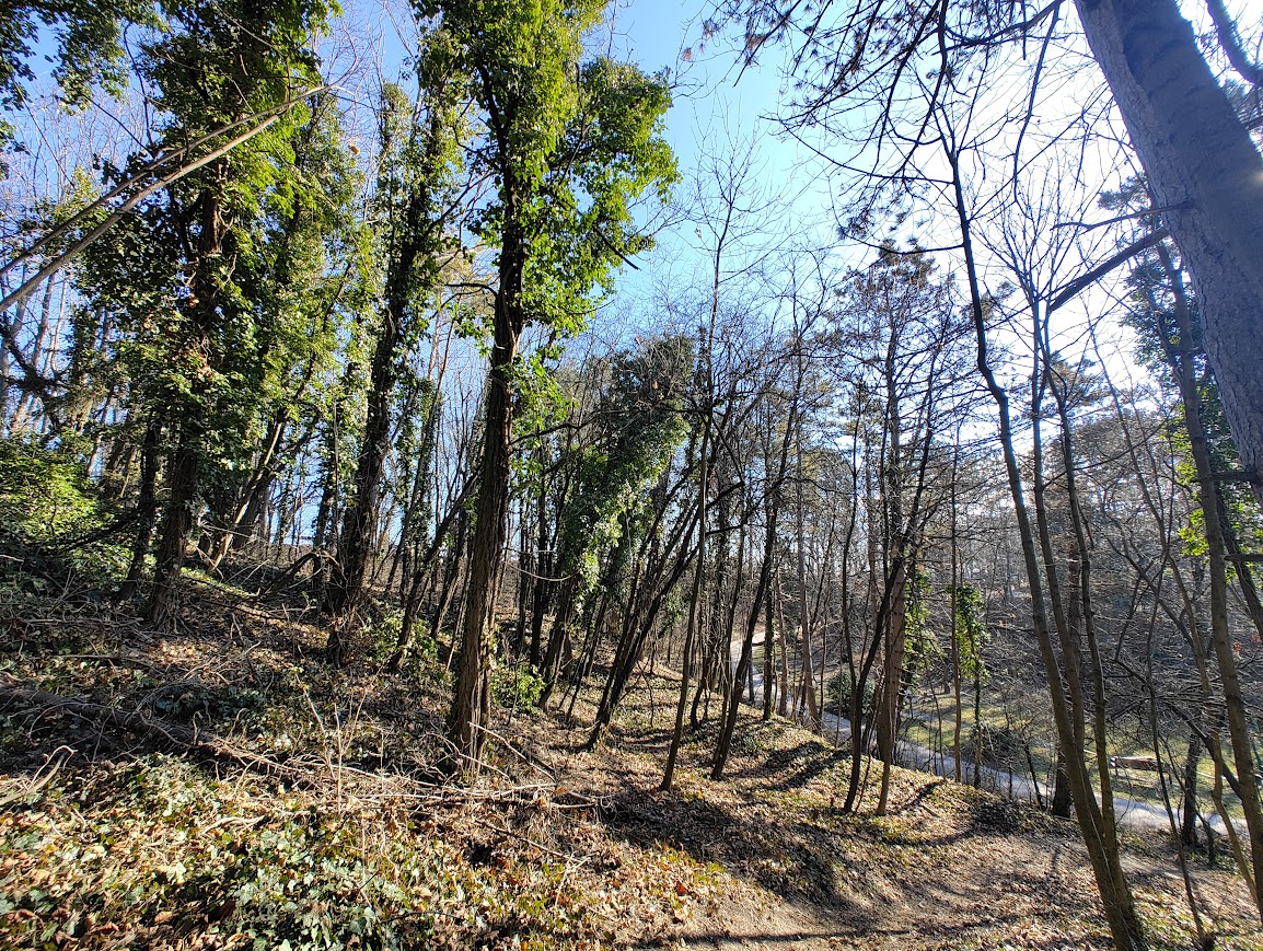 Woodland path winding through sunlit trees